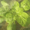 秋冬野菜の様子を見に行く