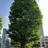 🌲木を見て森を見ず！🌳