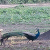 インドクジャク Indian Peafowl