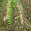 秋植えの野菜がこんなに