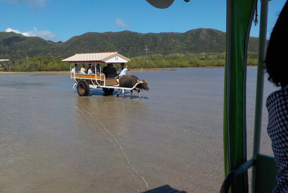 【沖縄】水牛車に乗る