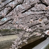 石神井川界隈の桜(2022)