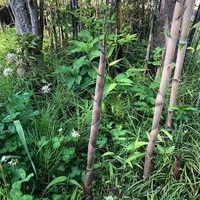 真竹のタケノコ 反省会つき しらたまが道草を採って食うブログ