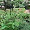 英語でネイティブと会話する