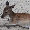 宮島の動物