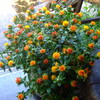 *紅花づくし
