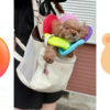 いぼ取り手術（脂腺腺腫・皮脂腺腫）と歯石取り手術 ⑩　─術後7、8日目─