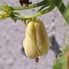 冬の入り口、ハヤトウリが成り始めました。