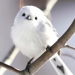 シマエナガの生態を徹底解説！可愛い見た目と驚きの生態