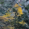 高尾山　ダイヤモンド富士見れず