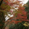 紅葉を見に行ってきました！「岩屋堂公園」＠愛知県瀬戸市