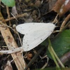 白い蛾　&　ユズの葉がハモグリガの食害で・・・