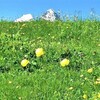 高嶺の花