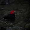 キモモマイコドリ(Red-capped Manakin)