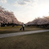 東京郊外の今年の桜を少しだけ