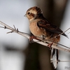 日本　12月28日散歩道の野鳥たち