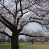 中央公園の桜を見に行った