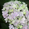 近場で紫陽花カメラ