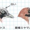 市街地にもカケスの姿