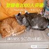 きなこちゃんとミケ茶、つみれちゃんがいっぱい24　猫3匹と暮らす夫婦