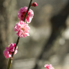 冬は去り、花と花粉の季節が来た