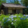 府中郷土の森 あじさい祭り