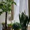 観葉植物の水やり