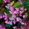 【ガーデニング】夏の日陰で涼しげに咲く花！？