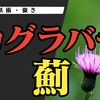 カグラバチの「薊」とは【概要、人間関係や強さ等を解説】
