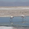 2019年末チリの旅―Laguna Chaxa ⑥