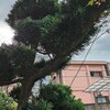 剪定遅れていた植木の実行