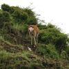 登山中に出会う動物たち