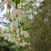白い花３種
