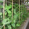 キュウリとトマトの苗を植え付け