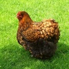 米国政府が　新たに「遺伝子組み換え鶏」を承認