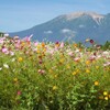 秋の花咲く高原