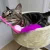 緩く遊ぶ猫ちゃ！