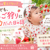   【パパ186日目】気づけば親のほうが夢中だった　初めてのいちご狩り