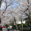 母の俳句と桜並木と団地の桜