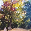 下鴨神社へお参り