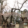 【水戸市】　水戸八幡宮の右近の桜・・