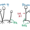 【微生物認定試験】接合菌の特徴は②