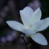 Magnolia #03