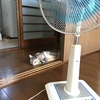 猫、本当の姿