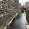 「目黒川の桜」を観に行ってきました。