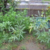 【家庭菜園】久しぶりのオクラの収穫（19・20回目、32～34本目）