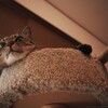 キャットフードをヒルズからロイヤルカナンに戻したら臭くなくて驚いた