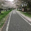 川越の今年の桜は、終わりかなぁ…。