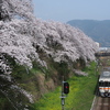 山北駅周辺の桜を撮りに行って来た。