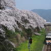  山北駅周辺の桜を撮りに行って来た。